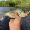 1.75" Boot Tail Crappie Soft Plastics - Image 6