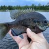 1.75" Boot Tail Crappie Soft Plastics - Image 5