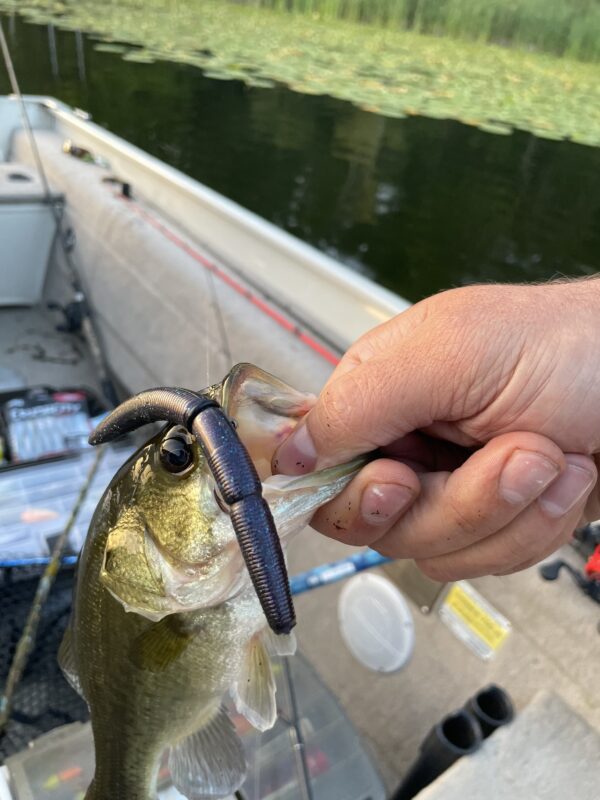 5" Bass Stick Worms - Image 8