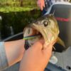 5" Bass Stick Worms - Image 6