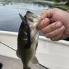 5" Bass Stick Worms - Image 14