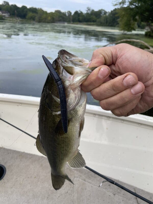 5" Bass Stick Worms - Image 14
