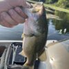 5" Bass Stick Worms - Image 16