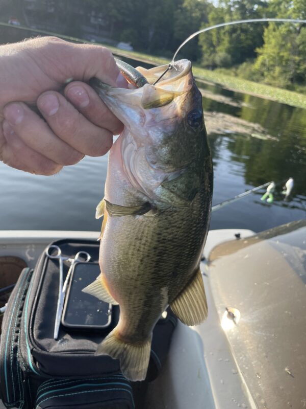 5" Bass Stick Worms - Image 16
