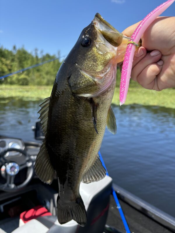 5" Bass Stick Worms - Image 13