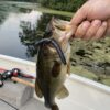 5" Bass Stick Worms - Image 11