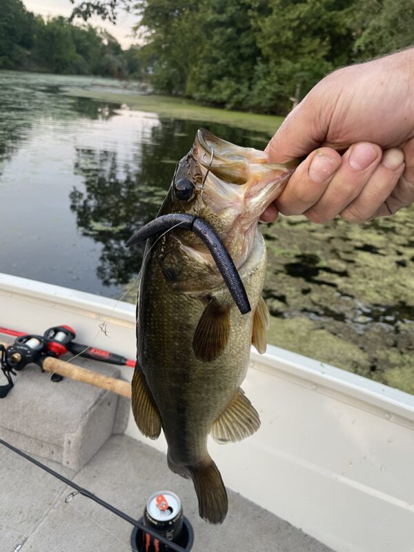 5" Bass Stick Worms - Image 11