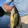 5" Bass Stick Worms - Image 15